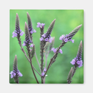 Magnet photo Fleur sauvage violet vervain