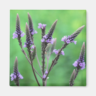 Magnet photo Fleur sauvage violet vervain