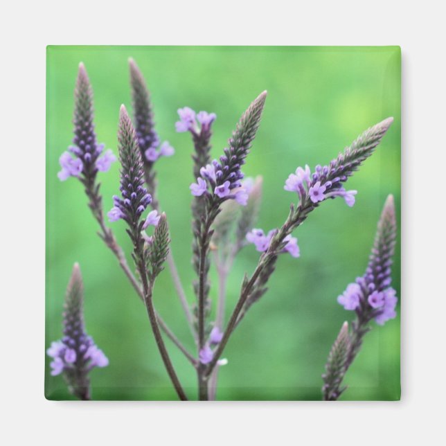 Magnet photo Fleur sauvage violet vervain (Devant)