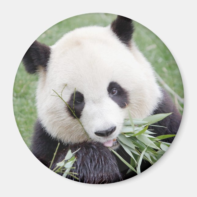 Magnet photo géant panda. Panda. (Devant)