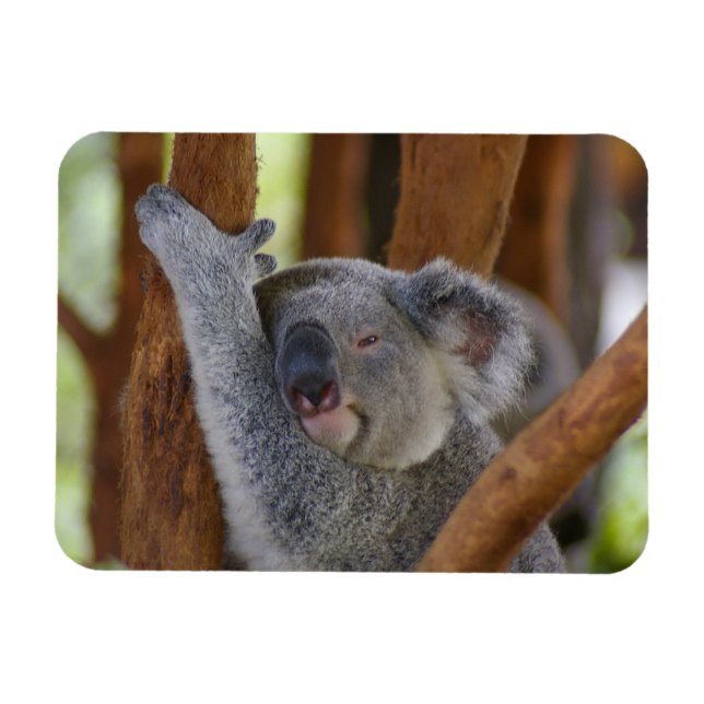 Magnet photo Koala (Horizontal)