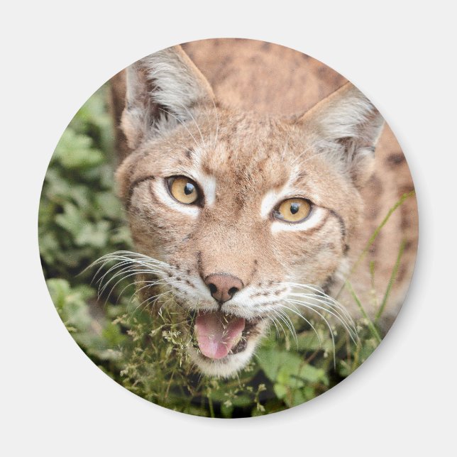 Magnet Photo lynx, animaux 2. aimant (Devant)