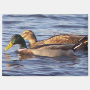 Magnet photo Mallard Ducks