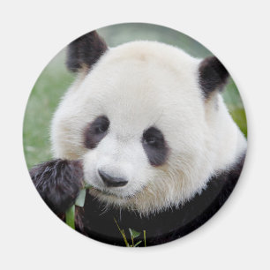 Magnet Photo panda géant, animaux 0241.