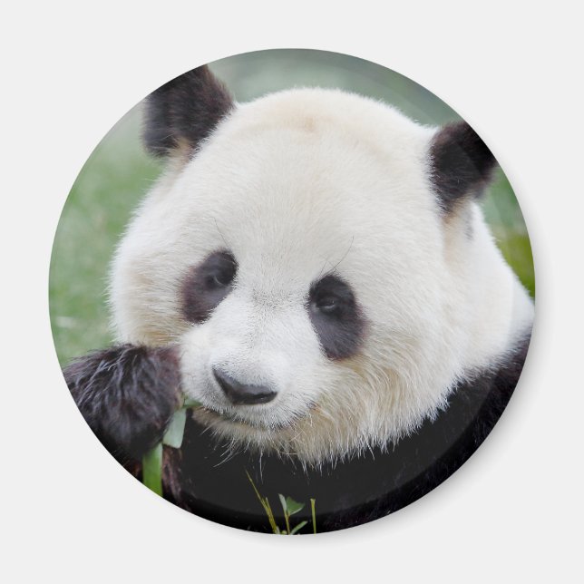 Magnet Photo panda géant, animaux 0241. (Devant)
