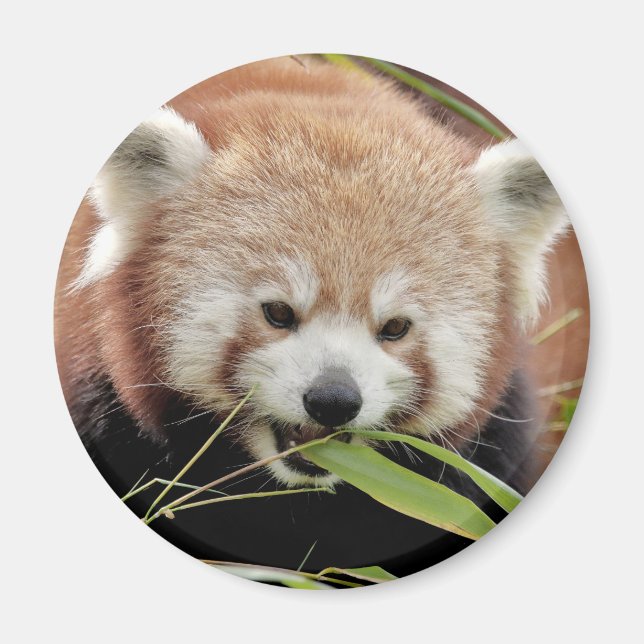 Magnet Photo panda rouge, animaux 0359. (Devant)