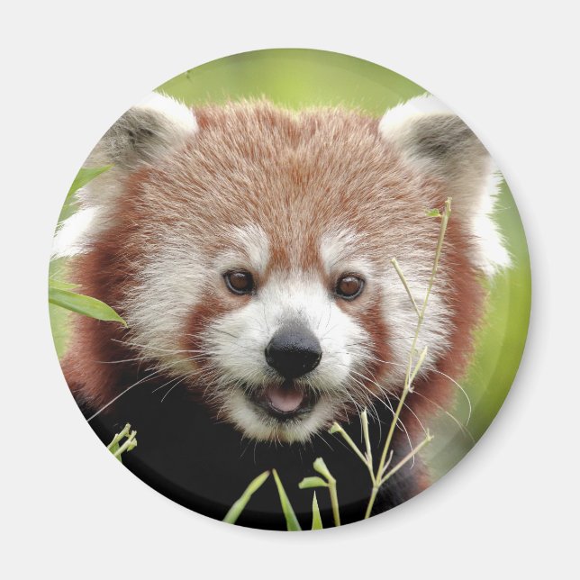 Magnet Photo panda rouge, animaux 0362. (Devant)
