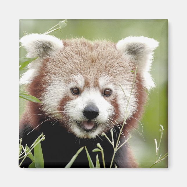Magnet Photo panda rouge, animaux 0630. (Devant)