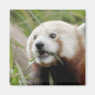 Magnet photo panda rouge. Panda roux.