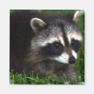 Magnet photo Raccoon