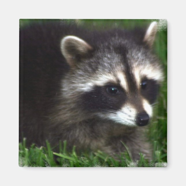 Magnet photo Raccoon (Devant)