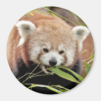 Magnet photo red panda. Panda roux.