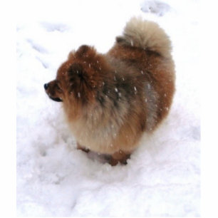 MAGNET PHOTO SCULPTURE AIMANT DE SCULPTURE EN POMERANIAN