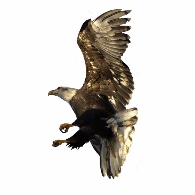 Magnet Photo Sculpture Aimant sculpté de l'aigle de BALD (Devant)