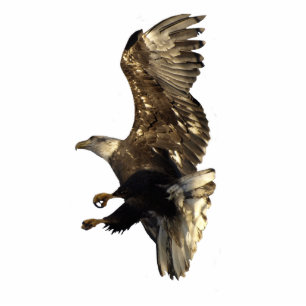 Magnet Photo Sculpture Aimant sculpté de l'aigle de BALD