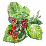 Magnet Photo Sculpture BlackBerry<br><div class="desc">Aquarelle sur papier. Artiste de Zolotareva.</div>