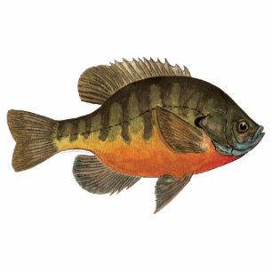 Magnet Photo Sculpture Brise de Bluegill