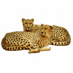 Magnet Photo Sculpture Cheetahs<br><div class="desc">Découpe photo de cheetahs lounging. Couleur arrière - plan personnalisable sous "customiser"> modifier > arrière - plan</div>