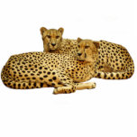 Magnet Photo Sculpture Cheetahs<br><div class="desc">Découpe photo de cheetahs lounging. Couleur arrière - plan personnalisable sous "customiser"> modifier > arrière - plan</div>