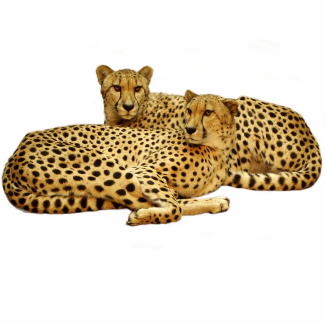 Magnet Photo Sculpture Cheetahs (Devant)