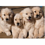Magnet Photo Sculpture Chiots doux de golden retriever<br><div class="desc">Une photographie de quatre chiots mignons de golden retriever reposant la joue-à-joue semblant espiègle et heureuse.</div>