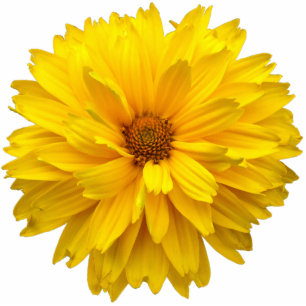 Magnet Photo Sculpture Chrysanthème