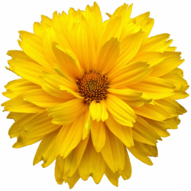 Magnet Photo Sculpture Chrysanthème (Devant)