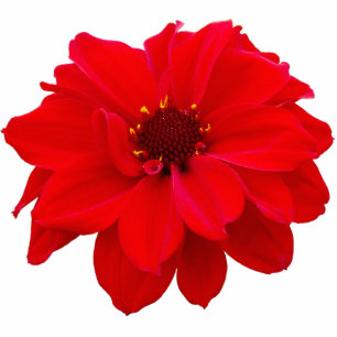 Magnet Photo Sculpture Dahlia - Evêque de Llandaff