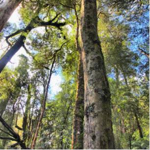 Magnet Photo Sculpture Eucalyptus gommiers de la forêt pluviale australie