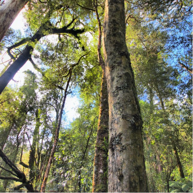 Magnet Photo Sculpture Eucalyptus gommiers de la forêt pluviale australie (Devant)