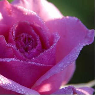 Magnet Photo Sculpture Magnet rose de fleur de goutte de pluie rose