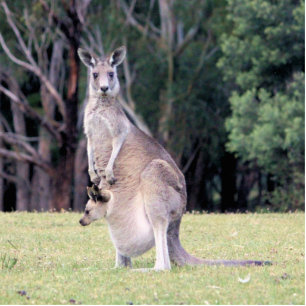Magnet Photo Sculpture Mère Kangaroo avec bébé Joey dans sa poche