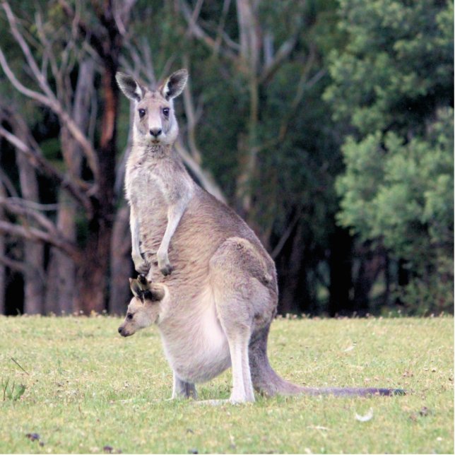 Magnet Photo Sculpture Mère Kangaroo avec bébé Joey dans sa poche (Devant)
