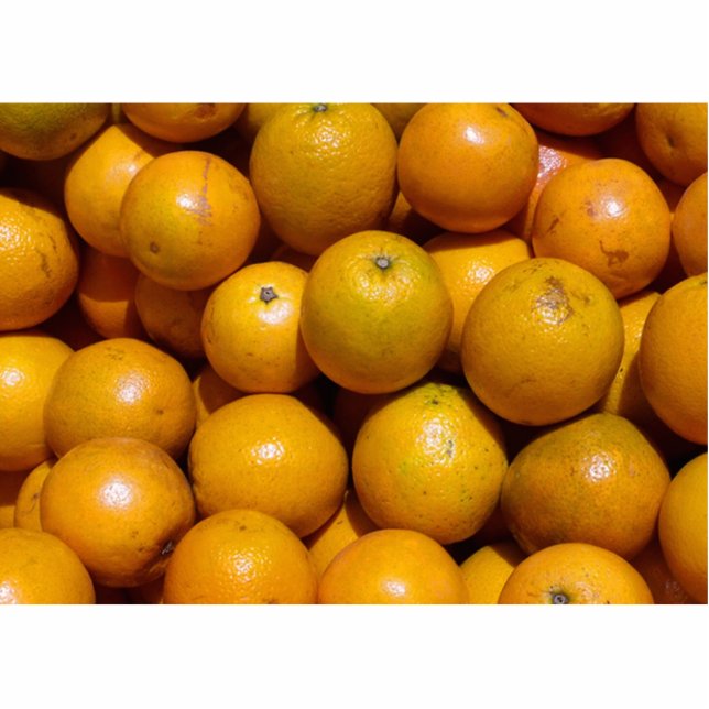 Magnet Photo Sculpture Oranges fruits Floride marché orange (Devant)