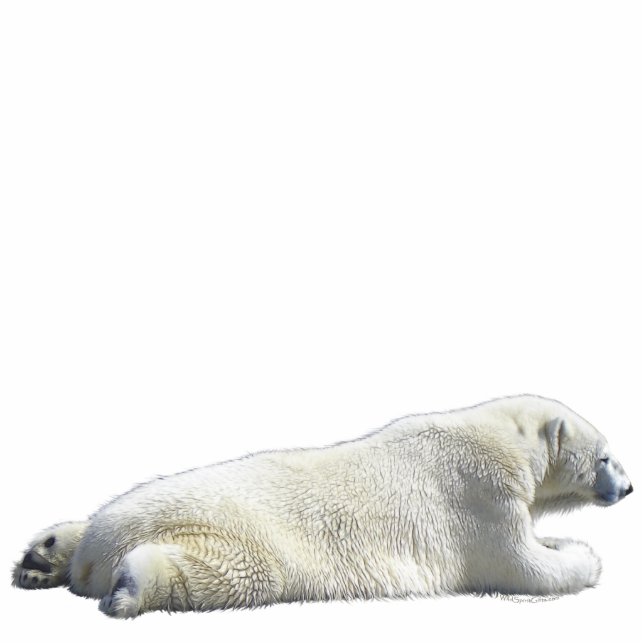 Magnet Photo Sculpture OURS POLAIRE (sculpté) Aimant de la faune (Devant)