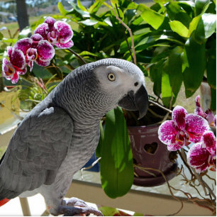 Magnet Photo Sculpture Perroquet de gris africain avec des orchidées