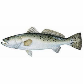Magnet Photo Sculpture Seatrout (tacheté) repéré