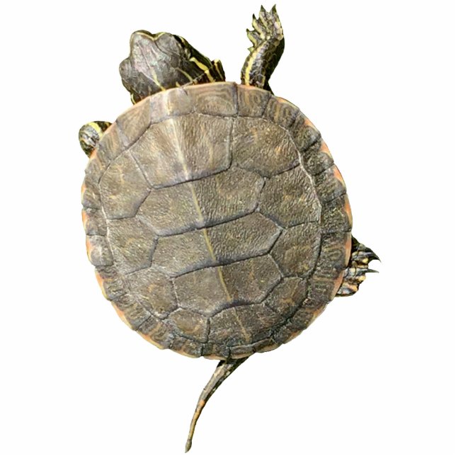 Magnet Photo Sculpture Tortue tortue minuscule Photographie d'animal (Devant)