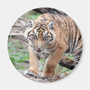 Magnet Photo tiger, animaux 1. aimant