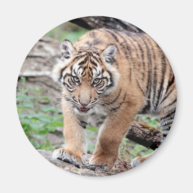 Magnet Photo tiger, animaux 1. aimant (Devant)