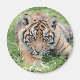 Magnet Photo tiger, animaux 2. aimant