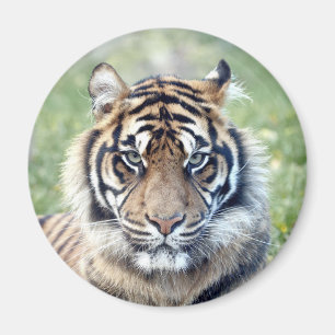 Magnet Photo tiger, animaux. aimant