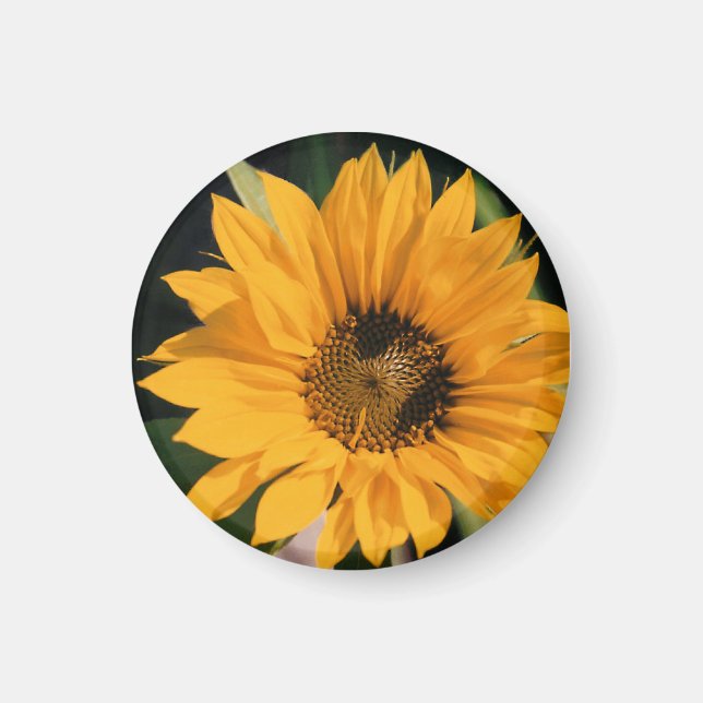 Magnet photo tournesol (Devant)
