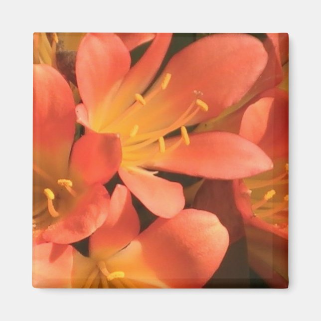 Magnet Plante Clivias (Devant)