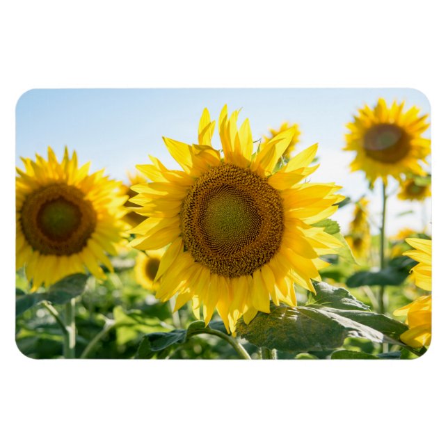 Magnet plat 4x6 (Horizontal)