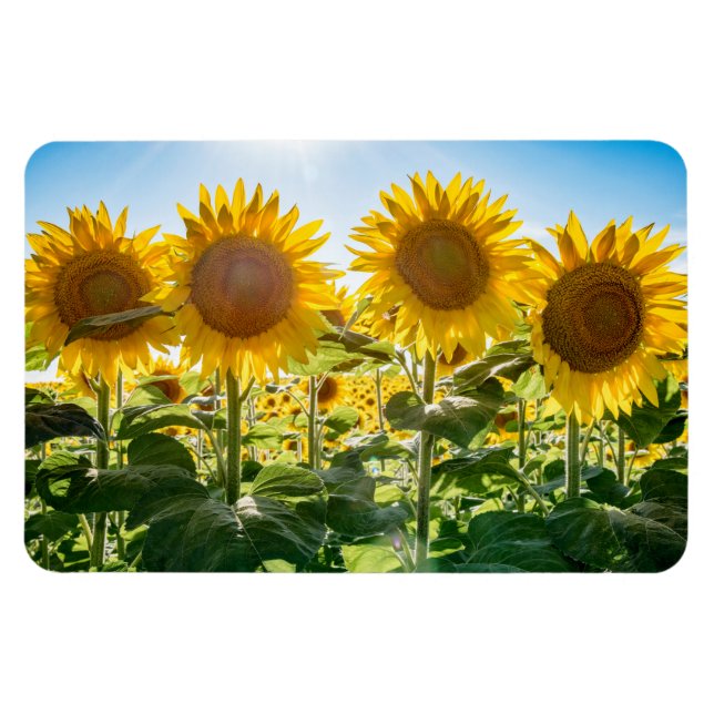 Magnet plat 4x6 (Horizontal)