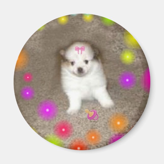 Magnet Poméranien de bébé (Devant)