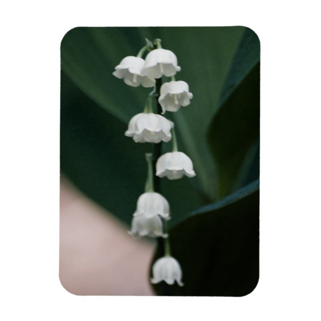 Magnet Premium Sweet Bells (Vertical)