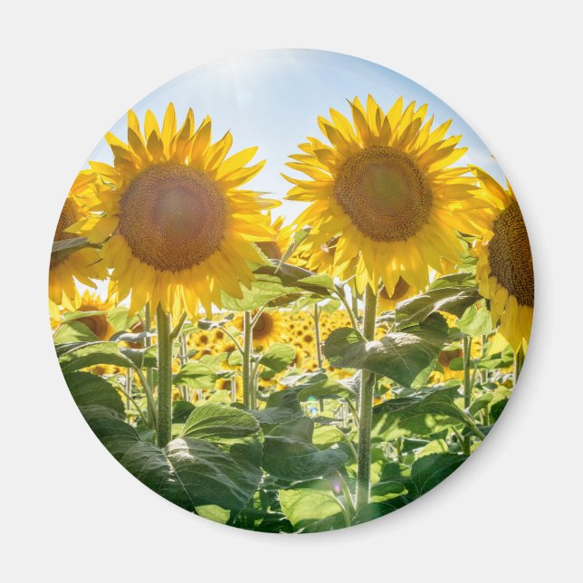 Magnet rond (Devant)