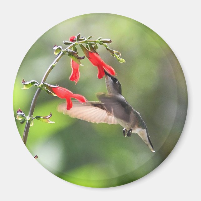 Magnet rond de colibri (Devant)